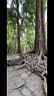 Angkor