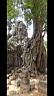 Angkor