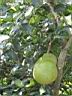 Fruit Jacquier