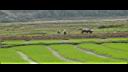 Campagne Vietnam