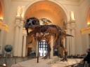 Field Museum Chicago 1