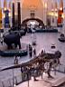 Field Museum Chicago 2