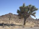 Joshua Tree NP 1