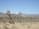 Joshua Tree NP 2
