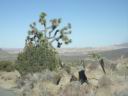 Joshua Tree NP 3