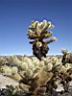 Joshua Tree NP 6
