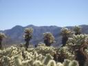 Joshua Tree NP 7