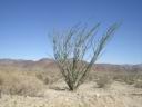 Joshua Tree NP 8