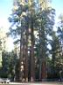 Sequoia NP 1
