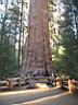 Sequoia NP 3